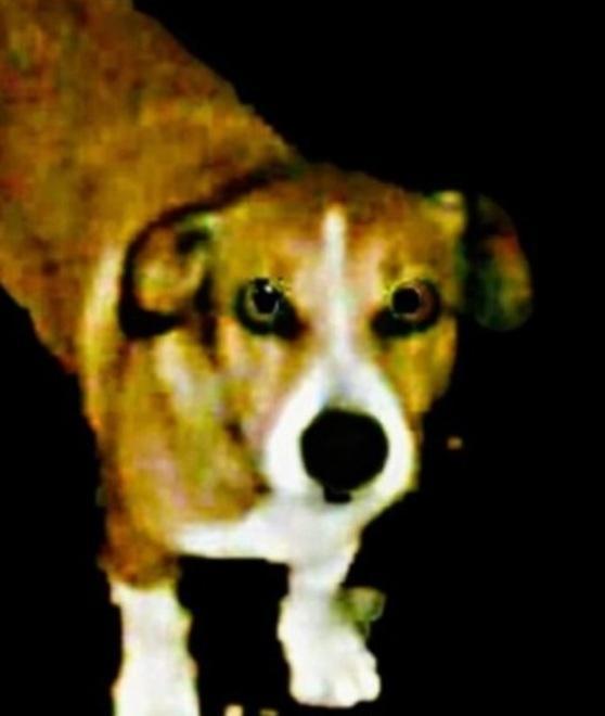 Modena. Seviziò e uccise il cane: multa da 13mila euro 