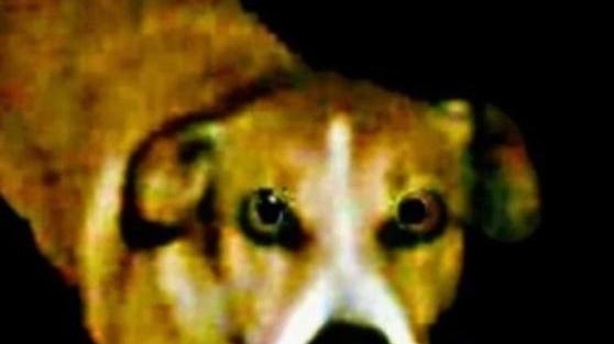 Modena. Seviziò e uccise il cane: multa da 13mila euro