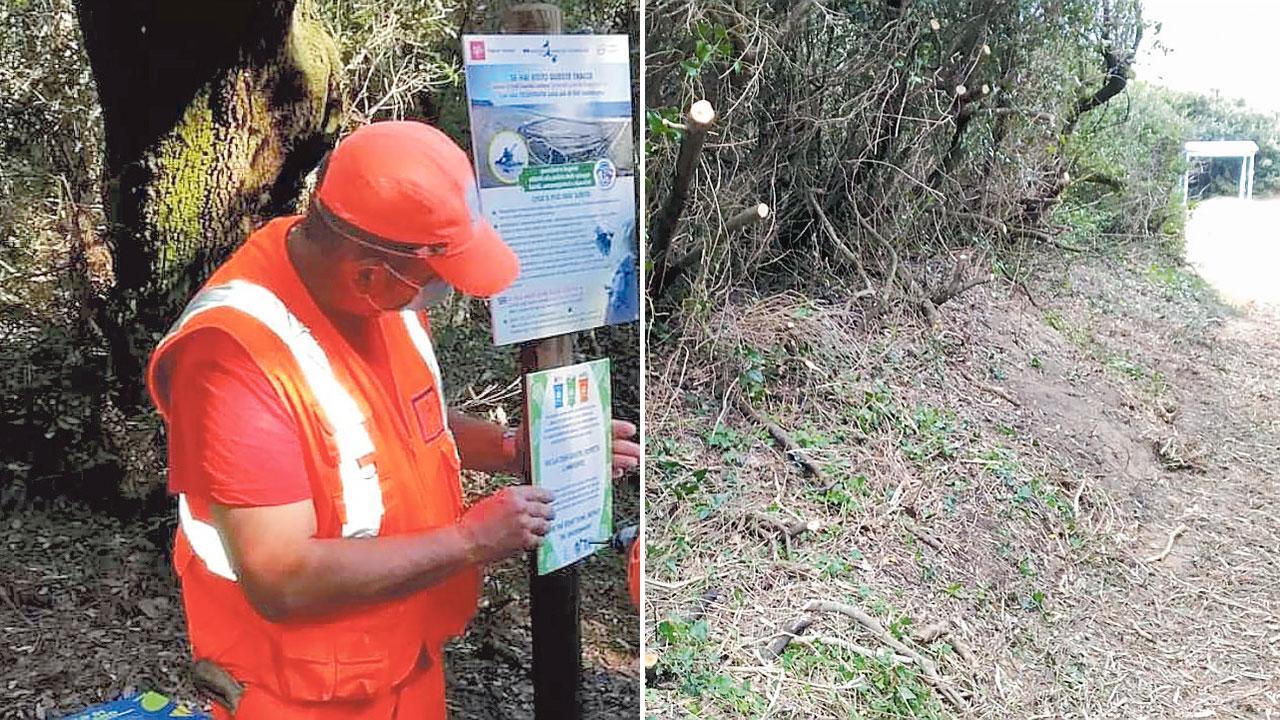 Parco di Rimigliano: taglio della macchia contestato da Libera, Wwf e Legambiente