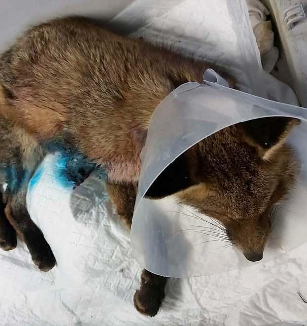 Volpe perde la zampa tranciata da una tagliola Ora è al Rifugio Matildico 