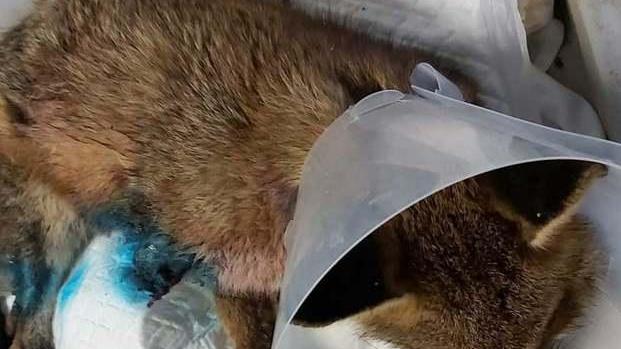 Volpe perde la zampa tranciata da una tagliola Ora è al Rifugio Matildico