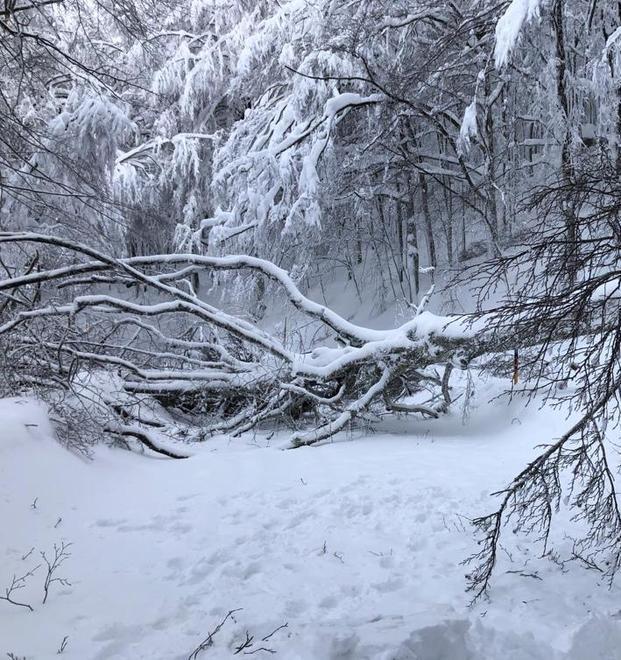 La neve costringe ad abbattere oltre 350 alberi 