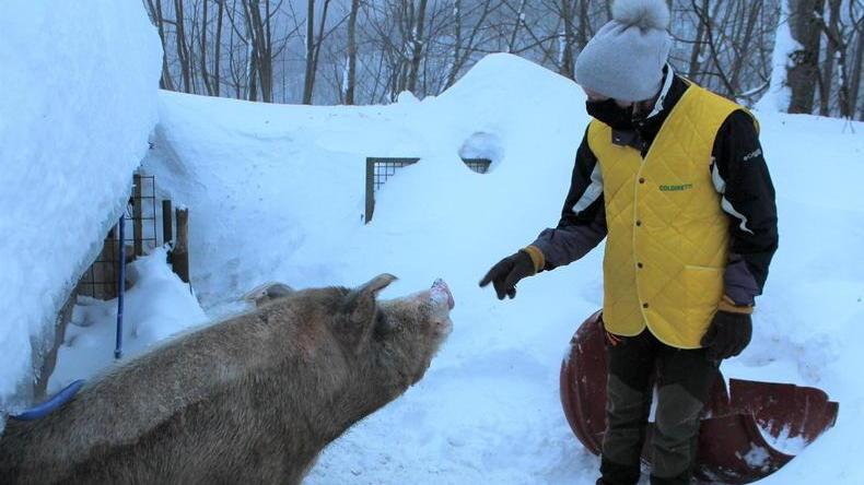 Sos degli allevatori animali salvi grazie alle scorte di mangime