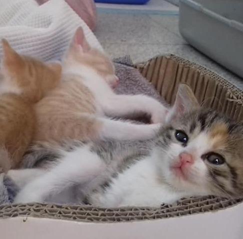 Il bilancio dei volontari che curano i gatti «Tanto lavoro, ma bello»