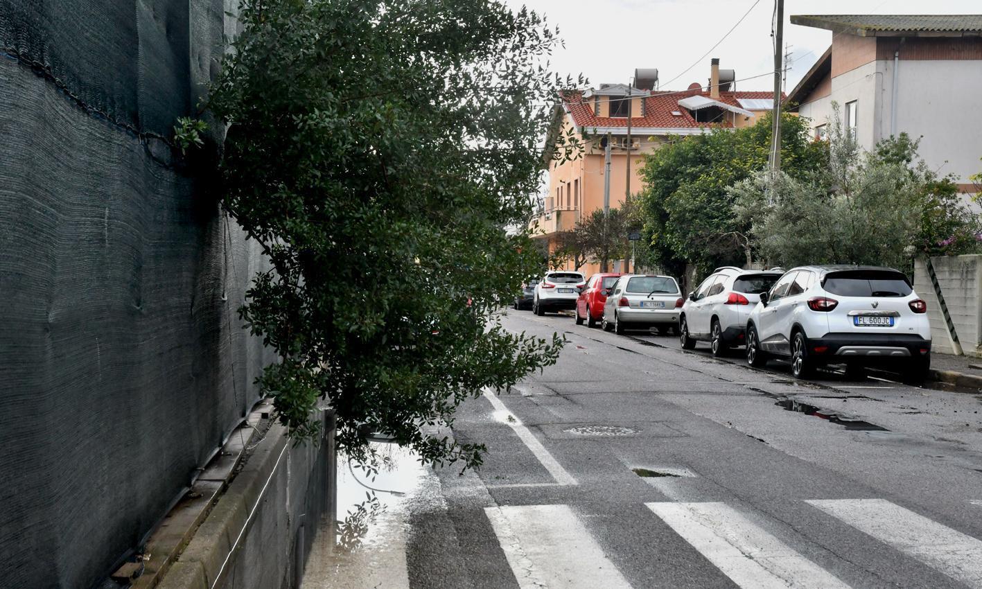 L’albero più forte di reti e recinzioni