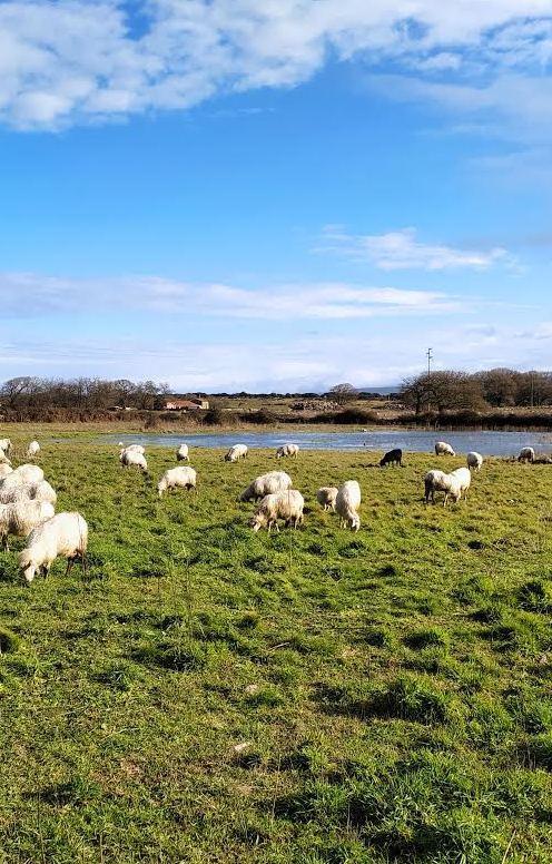 Pascoli inondati dalle piogge, pastori in allarme 