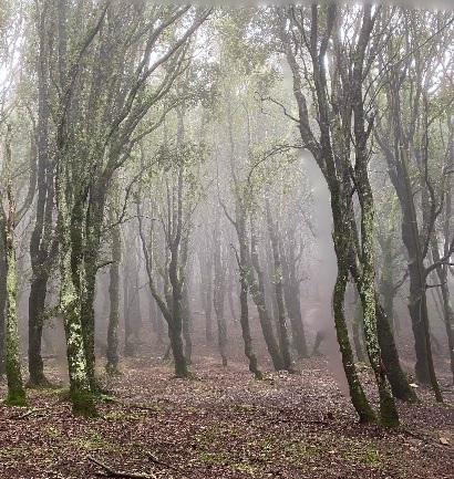 #Green Dream, focus sul monte Ortobene Al lavoro con il Ceas per la festa degli alberi
