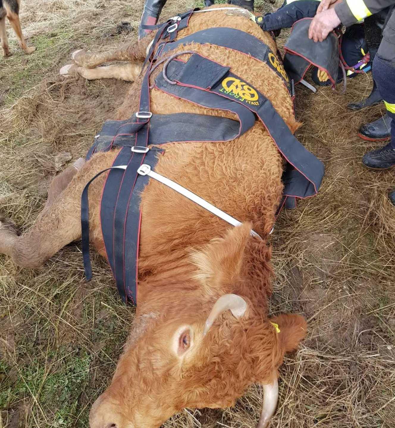 Salvata dai Vigili del fuoco una vacca stremata dal parto