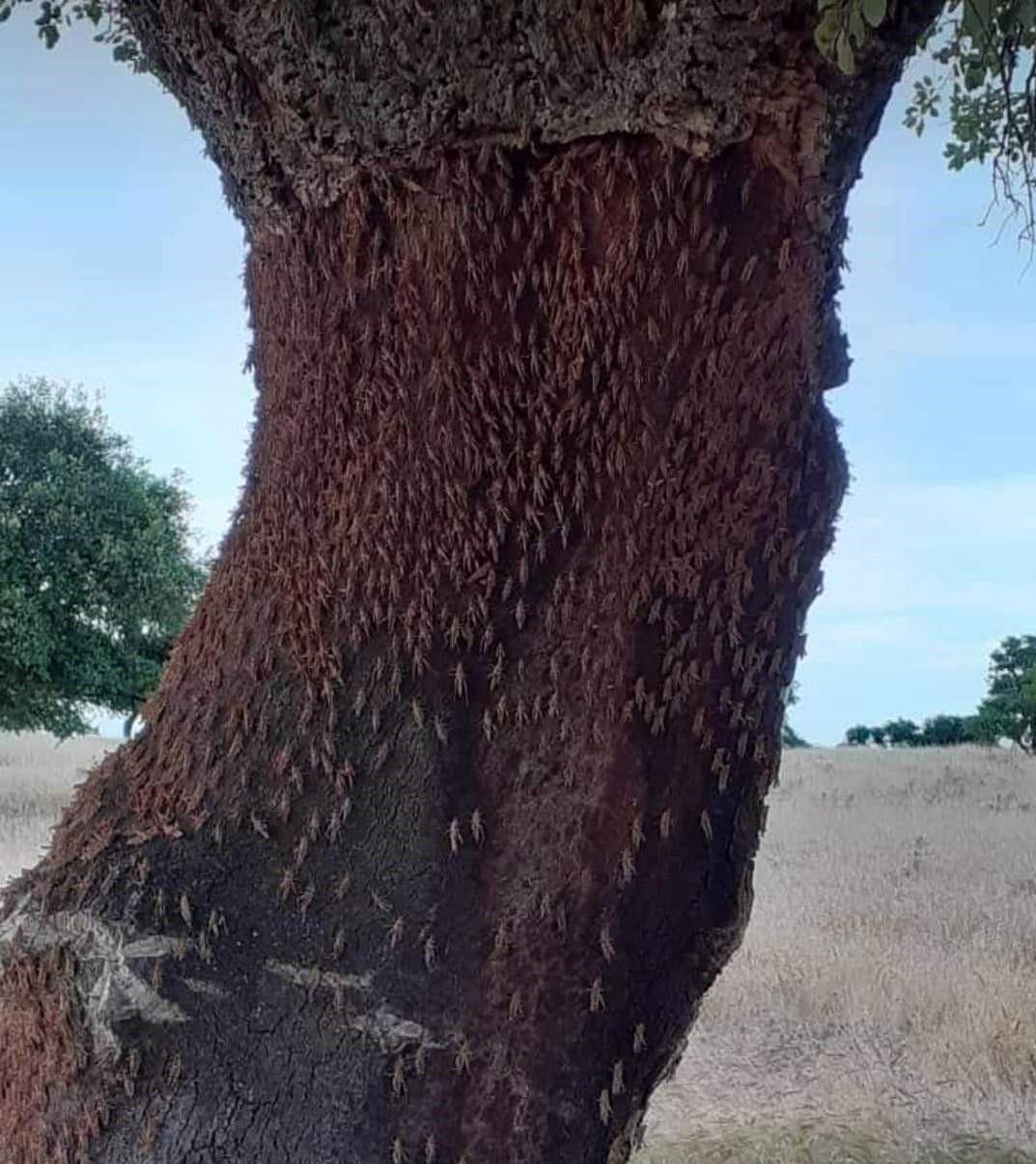 Invasione di cavallette, indennizzi per 5 comuni 