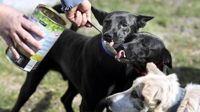 Usa: morti 70 cani, azienda ritira i suoi prodotti