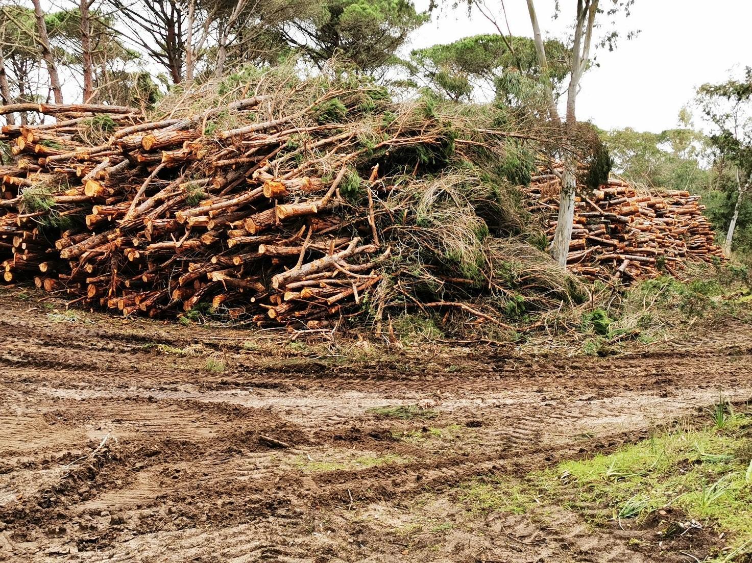 Devastazione nella pineta di Platamona, le ruspe cancellano venti ettari
