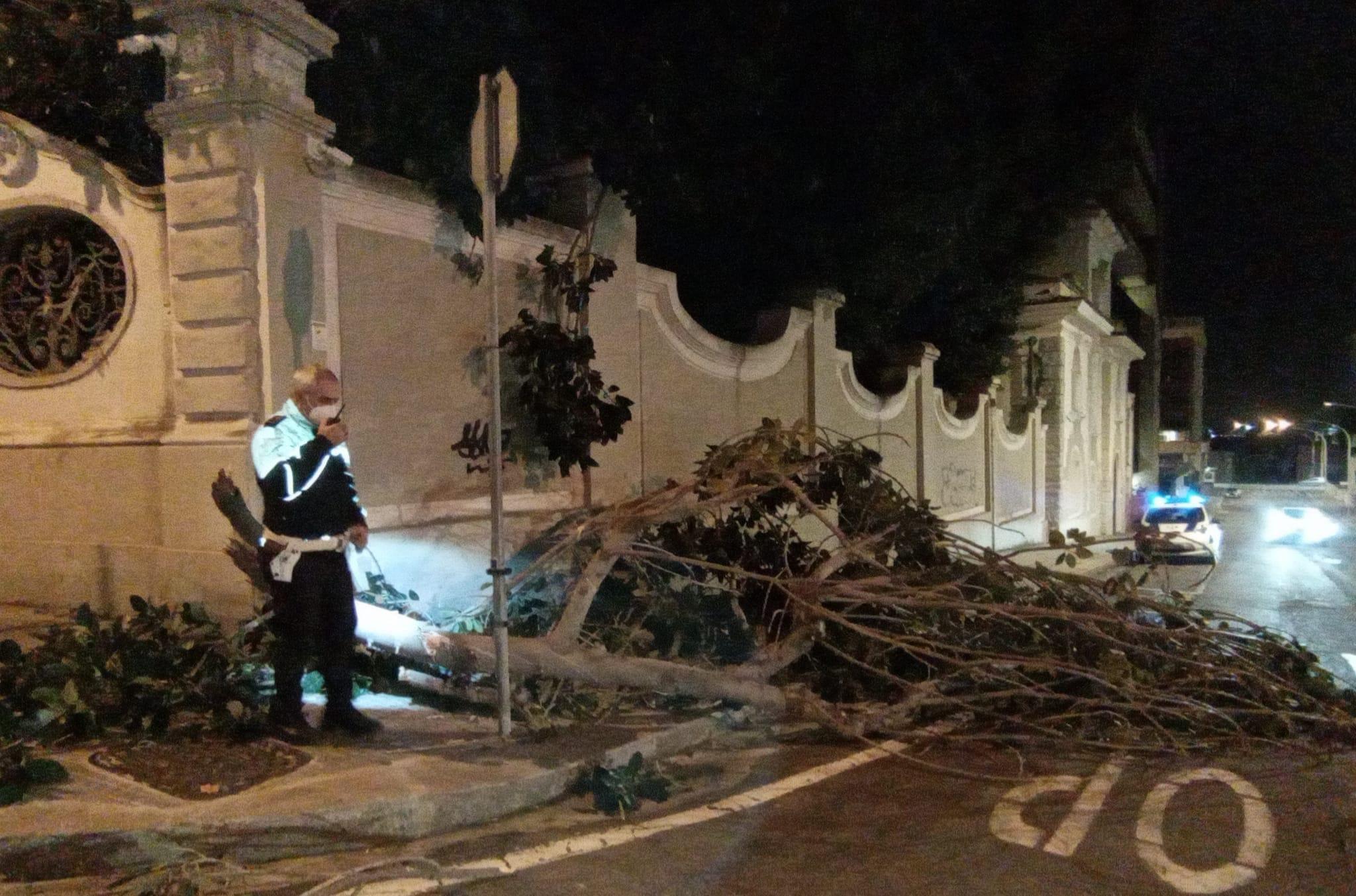 Maltempo a Cagliari, ficus abbattuto dal vento finisce sulla strada