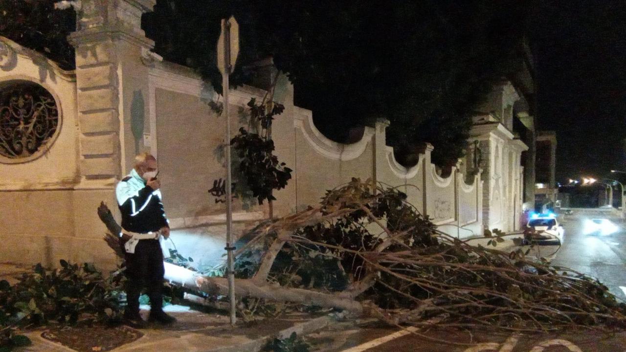 Maltempo a Cagliari, ficus abbattuto dal vento finisce sulla strada