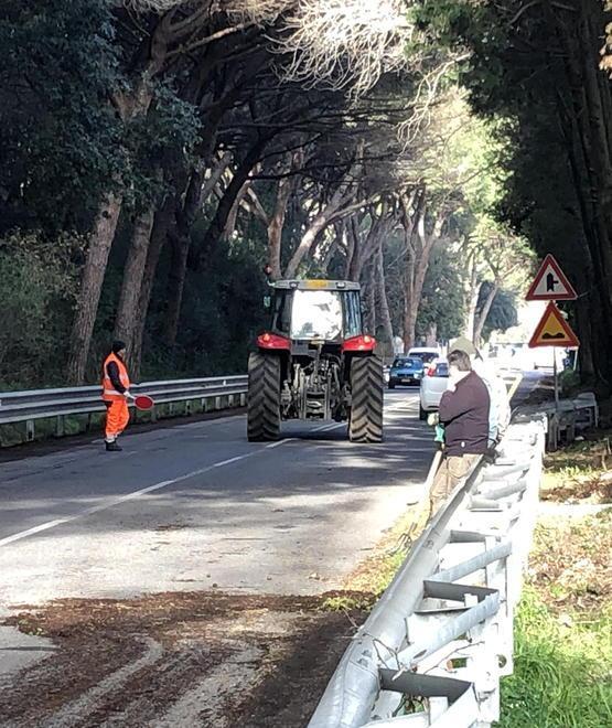 Tolti gli aghi di pino dalle Collacchie 