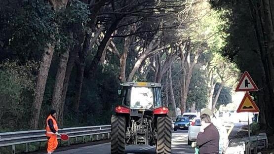 Tolti gli aghi di pino dalle Collacchie