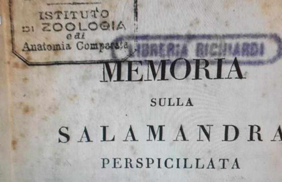 In vendita su eBay un documento di Viani e un antico libro 