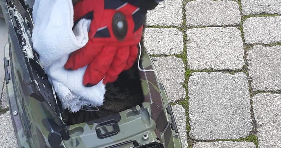 Auto investe un gatto
