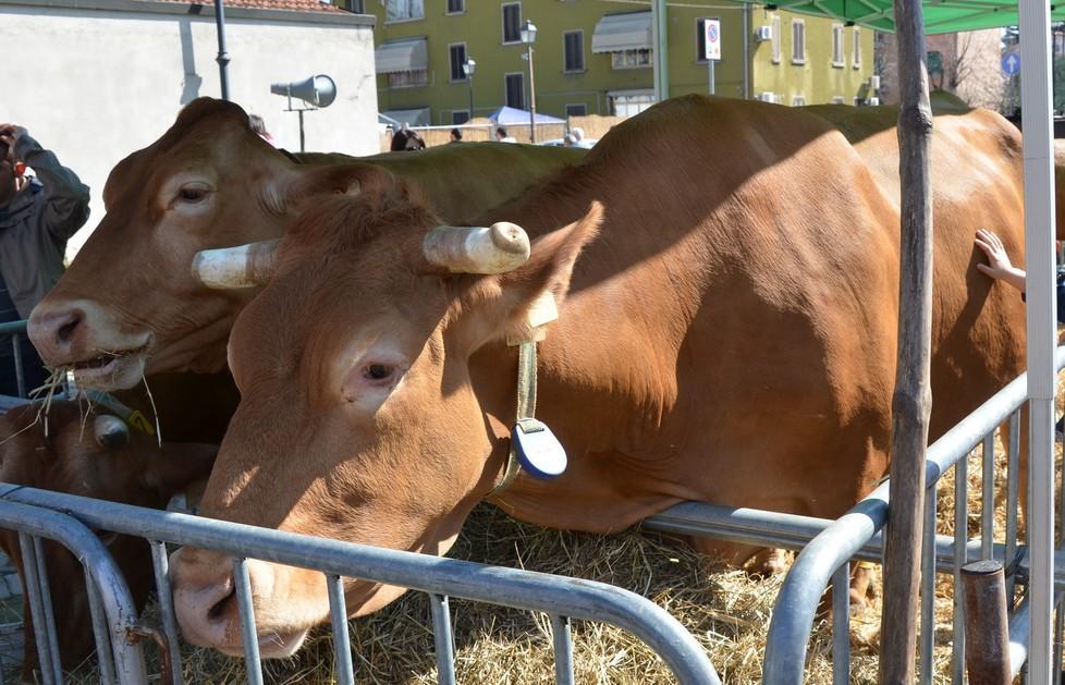 L’e-commerce tiene a galla il Consorzio Vacche Rosse 