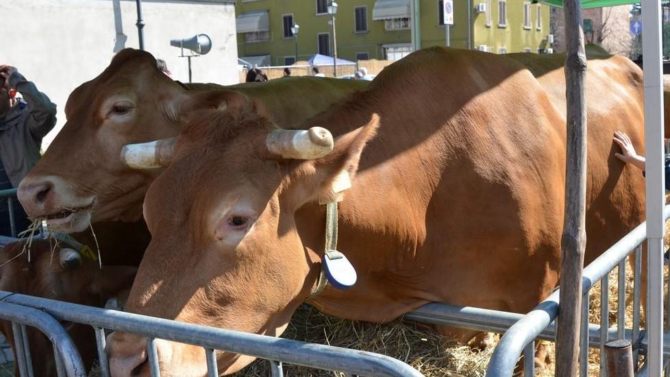 L’e-commerce tiene a galla il Consorzio Vacche Rosse