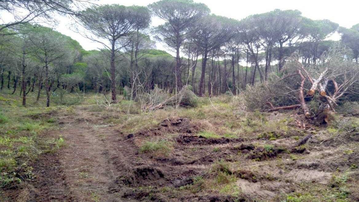 Devastazione a Platamona: abbattuti venti ettari di pineta