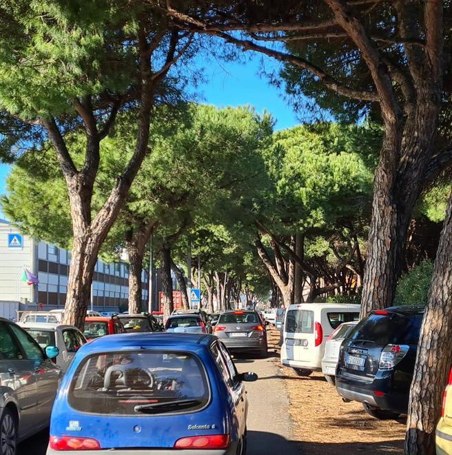 Italia Nostra: ora basta con le auto parcheggiate nella pineta a Marina 