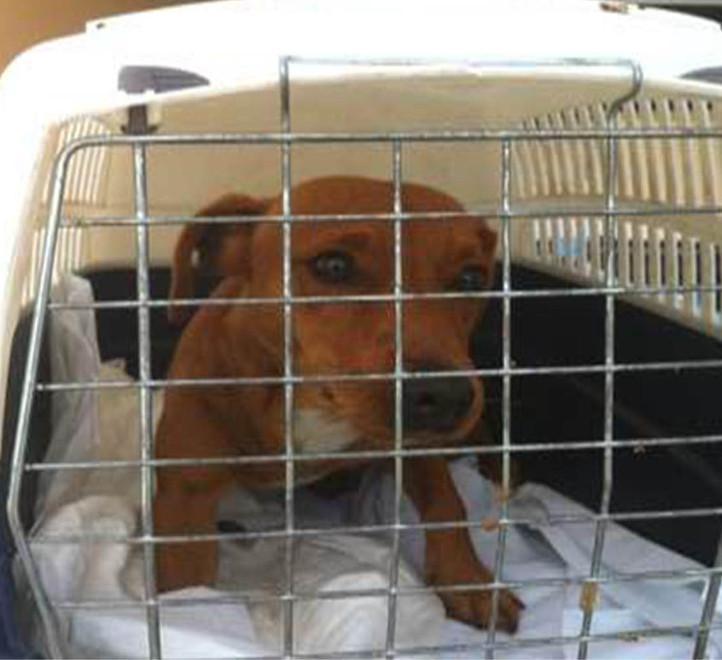 Il veterinario Barsotti smonta l'annuncio della Gat: «Parte la reperibilità h24? Nulla di vero» 
