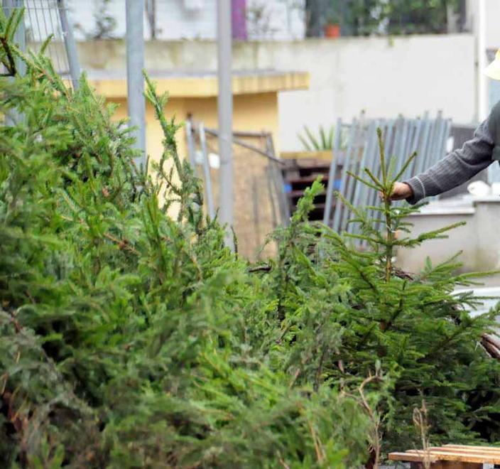 Gli abeti gettati nei cassonetti avranno presto nuova vita