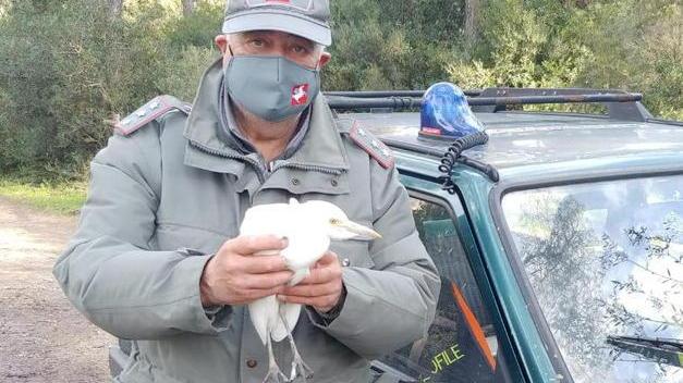 Airone soccorso nella pineta di Selene