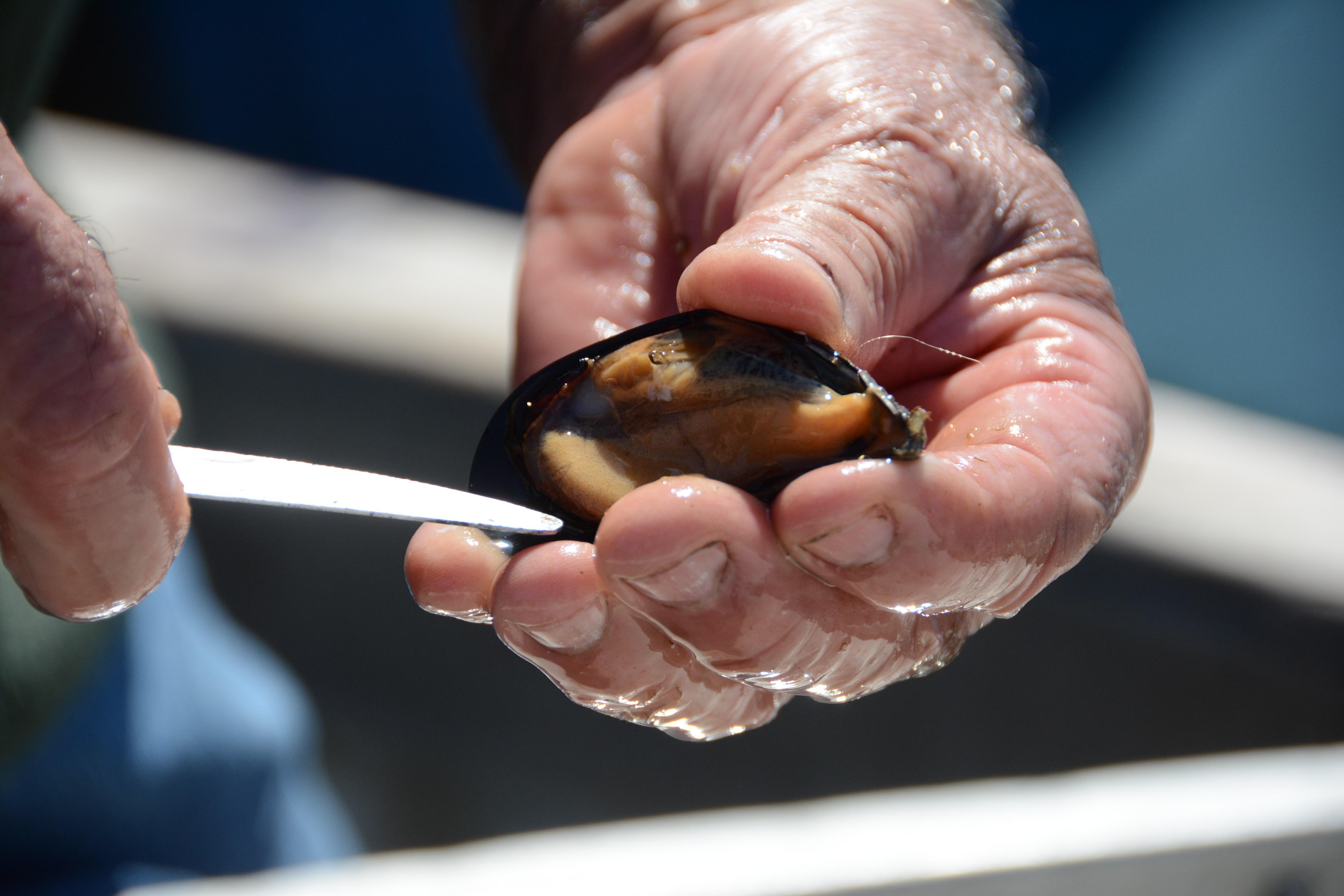 Olbia, la produzione di cozze più forte della pandemia 