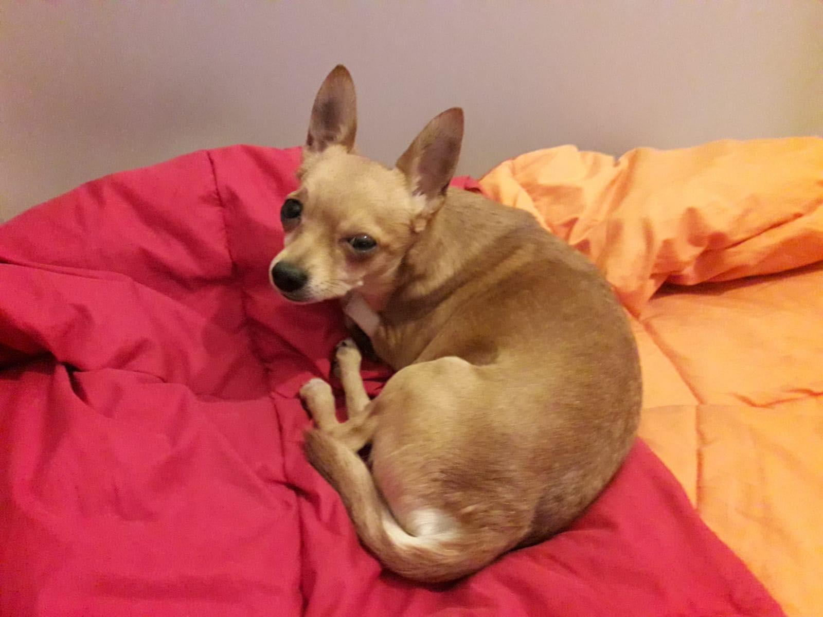 Si è ripreso il cane avvelenato: ora scattano le denunce 