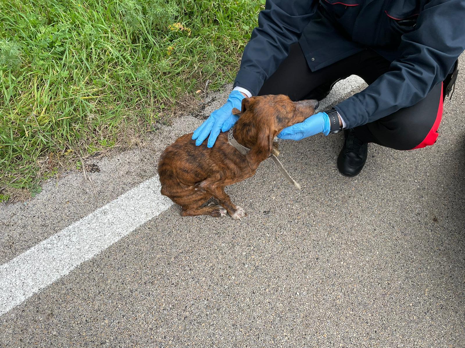 Aglientu, cacciatore denunciato per il maltrattamento del suo cane