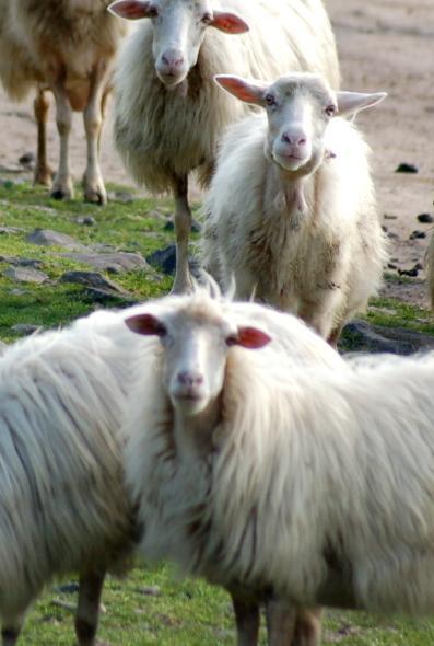 Bestiame nelle terre comunali, via alle richieste