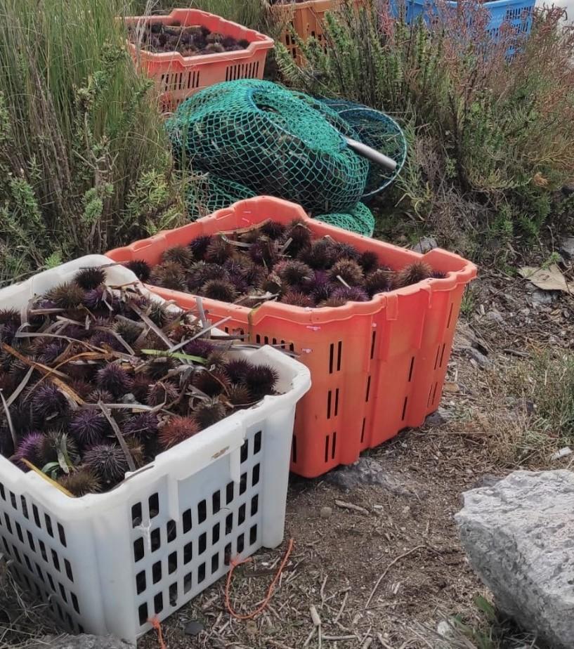 Pesca di ricci ancora vietata a Cabras: il ministero conferma il no alle deroghe per il 2021