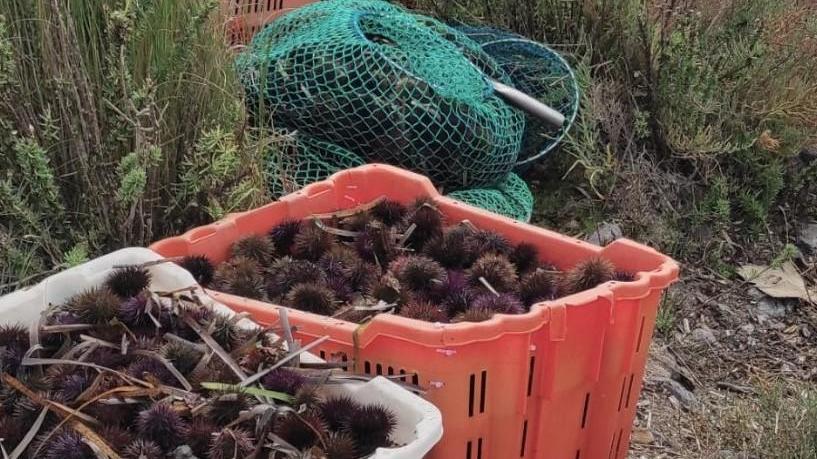 Pesca di ricci ancora vietata a Cabras: il ministero conferma il no alle deroghe per il 2021