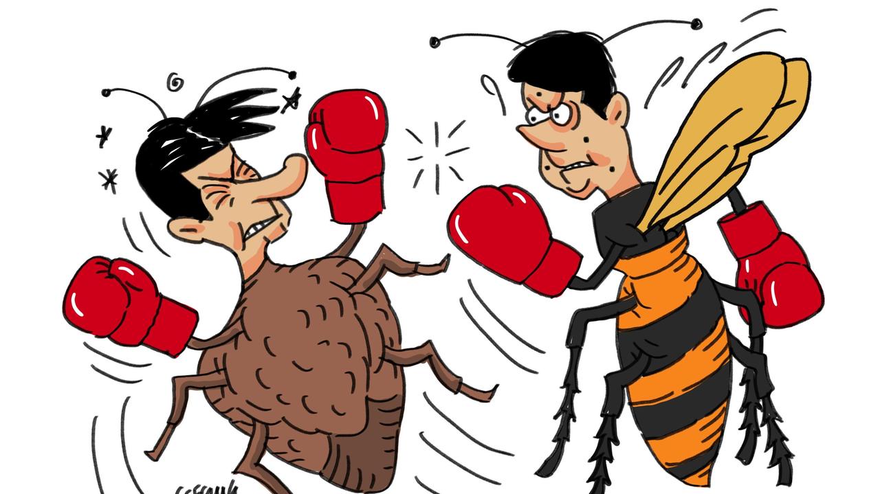 La vignetta di Gef: la vespa samurai per attaccare la cimice che devasta i frutteti