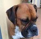 «Sul servizio di reperibilità riparliamo con i veterinari» 