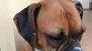 «Sul servizio di reperibilità riparliamo con i veterinari»