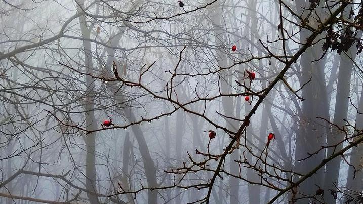 Il lato buono della nebbia Smartphone e fotocamera ugualmente da premiare