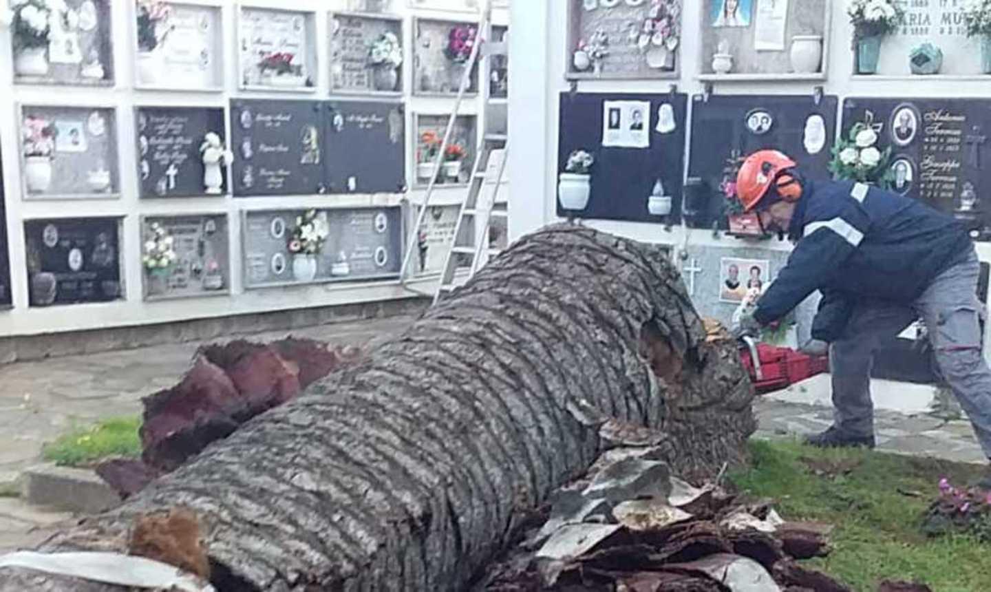 Abbattute due palme al cimitero