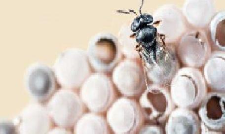 «Arriva la cimice asiatica, la vespa samurai è pronta a combatterla» 