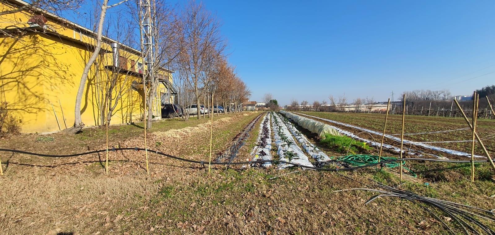  Vignola La ciliegia diventa un caso di studio risolto dai ragazzi
