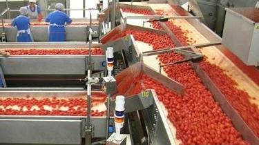 Pomodoro da industria: Coldiretti sollecita soluzione per i prezzi