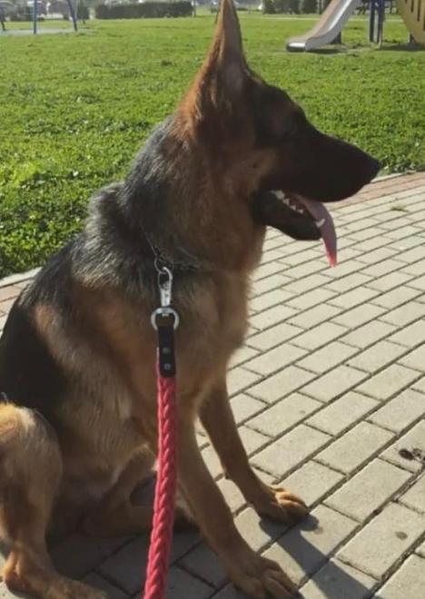 Bomporto. Lettera minatoria contro il cane che abbaia 