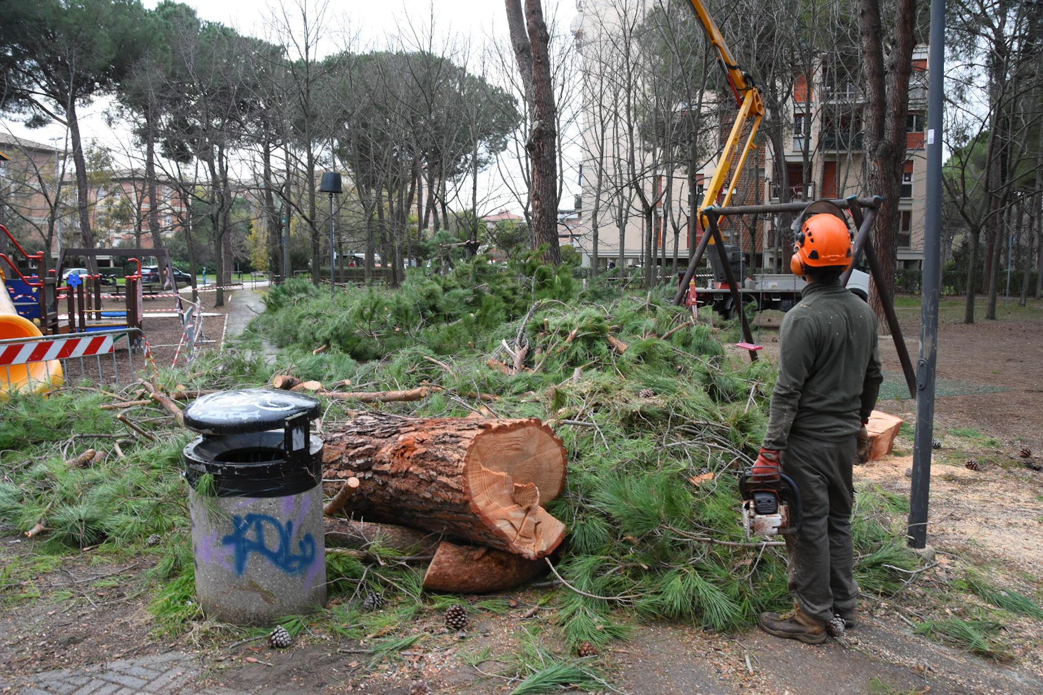 L’abbattimento dei tre pini al parco di viale Einaudi, disposto dal Comune dopo il crollo di un albero mercoledì pomeriggio mentre l’area era piena di bambini (foto Agenzia Bf)