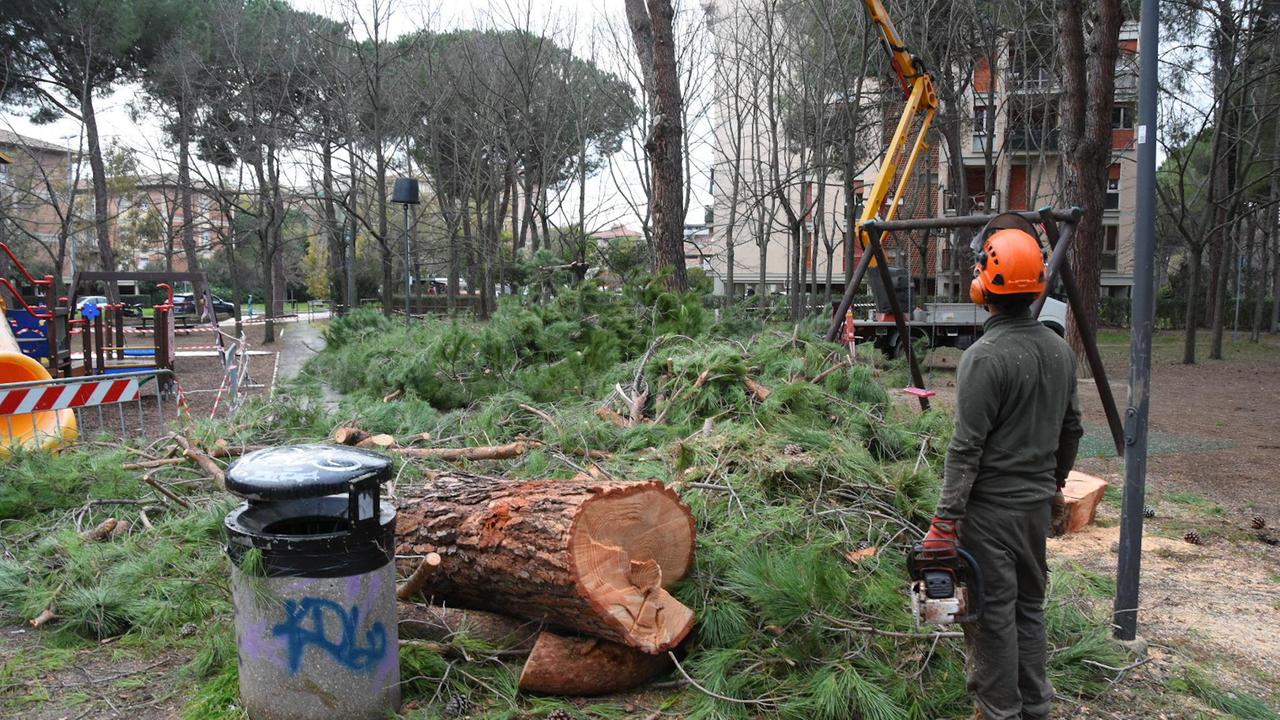 L’abbattimento dei tre pini al parco di viale Einaudi, disposto dal Comune dopo il crollo di un albero mercoledì pomeriggio mentre l’area era piena di bambini (foto Agenzia Bf)