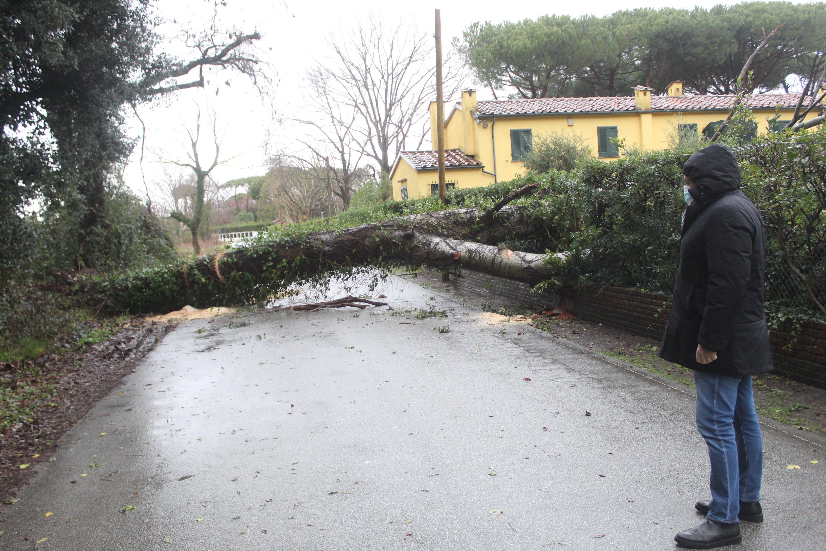 Uno degli alberi caduti a Fiumetto