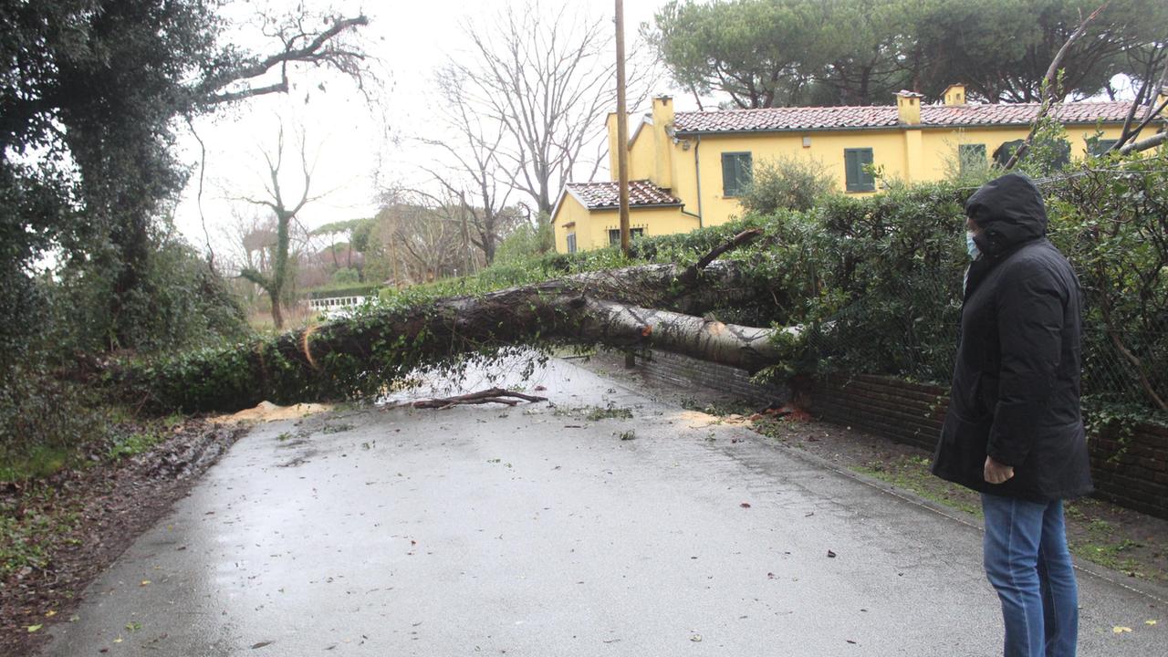 Uno degli alberi caduti a Fiumetto