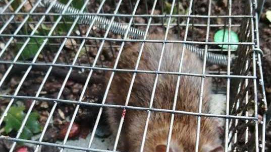 Invasione di topi a Villa Canali «Arrivano pure al terzo piano»