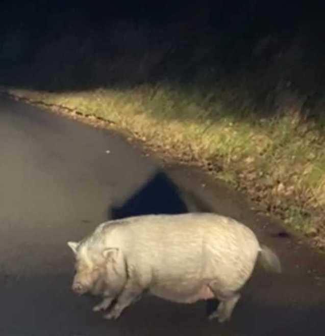 Un maiale a spasso lungo la strada