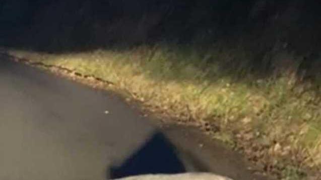 Un maiale a spasso lungo la strada